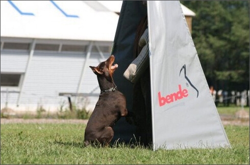 Sasha - Estonia championship 2007  in IPO 3